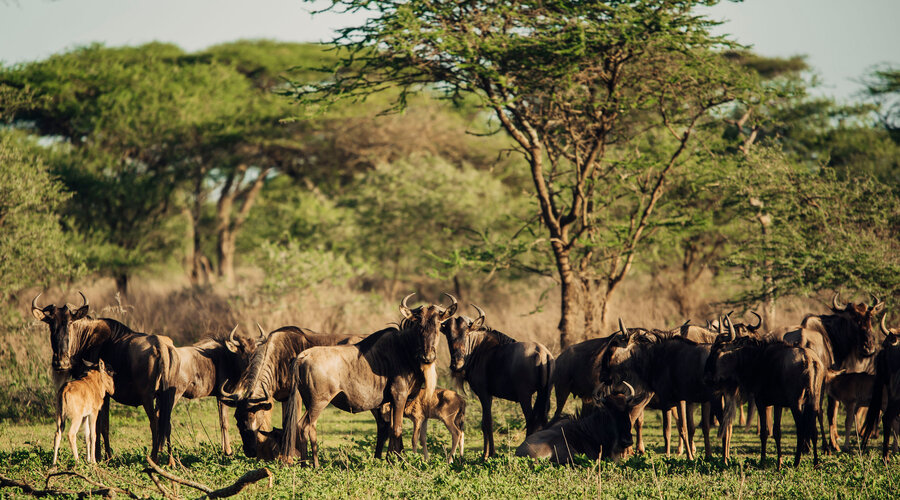 Serengeti Safari