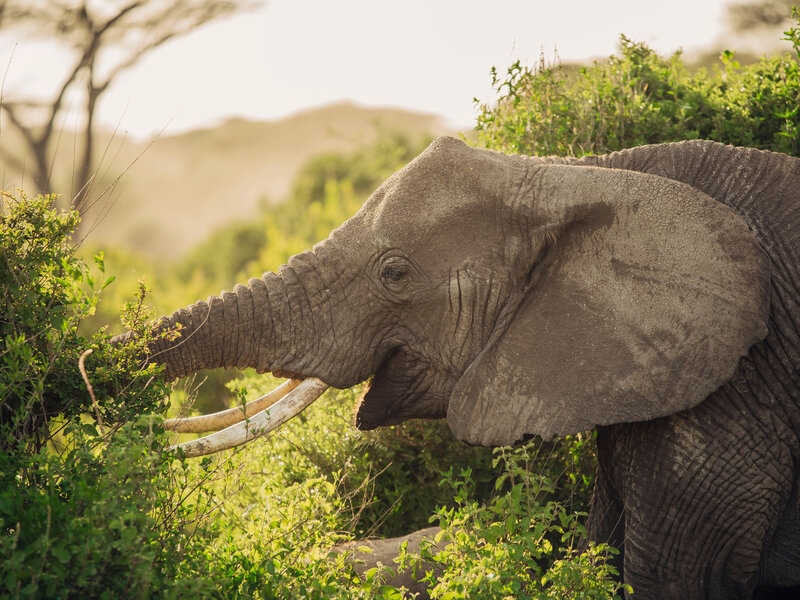 Elephant portrait