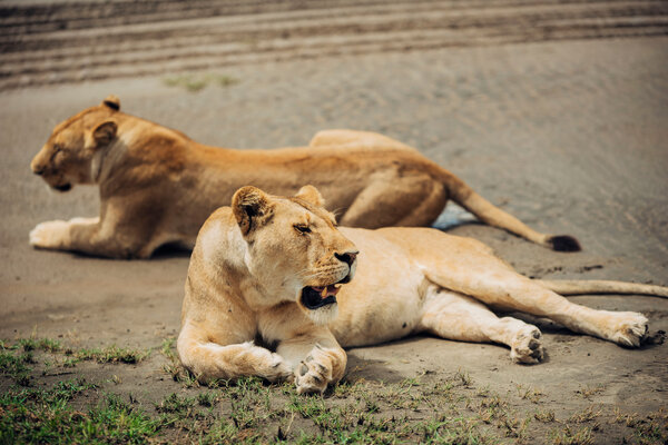 Lion on the plains