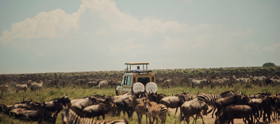Zebra herd Serengeti