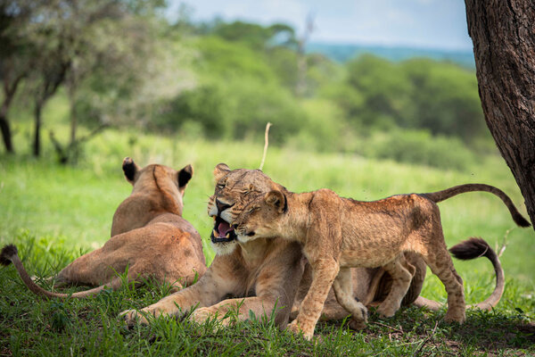 Lions resting