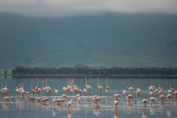 Flamingos on the lake
