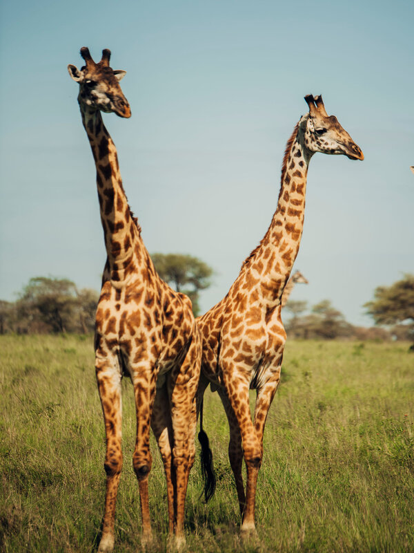 Giraffes Tanzania