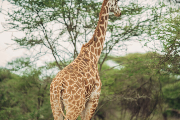 Giraffe landscape