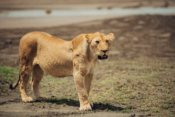 Lion close up